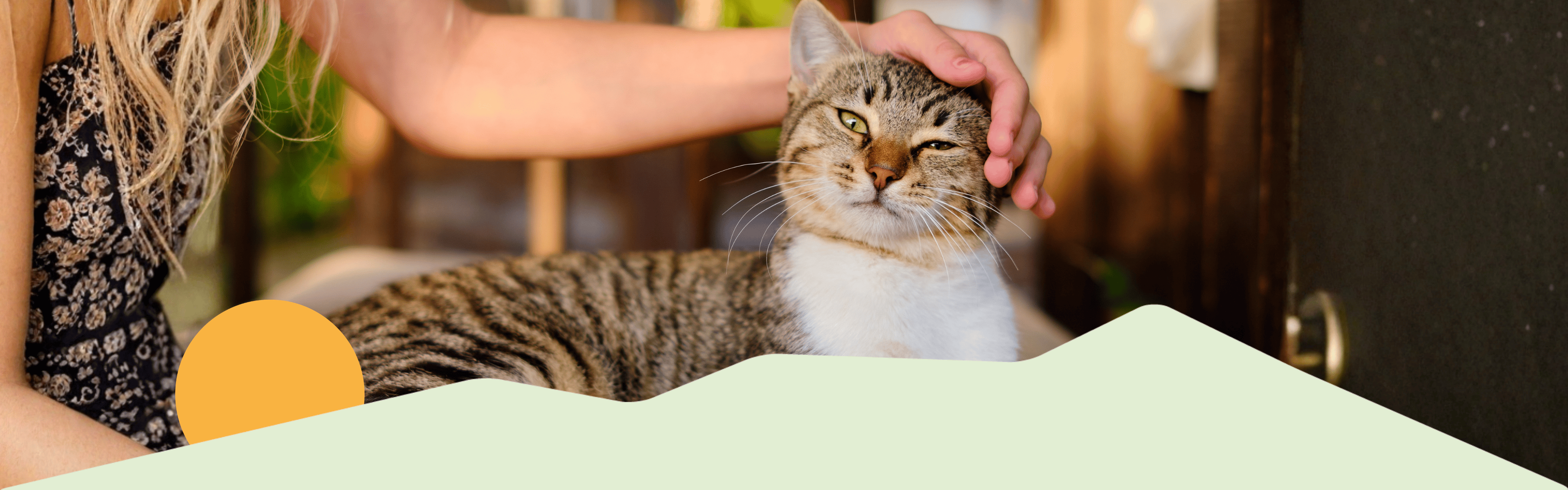 Katze wird von Besitzerin gestreichelt