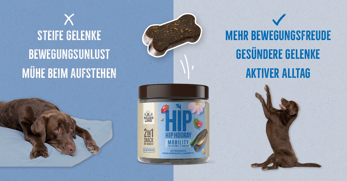 Zweigeteiltes Bild mit „2in1 Snack MOBILITY“ von Wildes Land: Links ein liegender Hund mit Schlagworten wie „Steife Gelenke“ und „Mühe beim Aufstehen“. Rechts ein freudig sitzender Hund, begleitet von „Mehr Bewegungsfreude“ und „Gesündere Gelenke“.