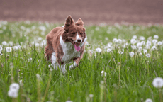 Hund tobt und rennt auf einer Wiese passend zum Thema Hundesport