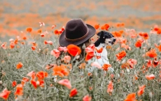 Hund und Besitzerin sind auf einer Blumenwiese voller roter Blumen