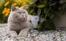 Katze liegt auf einem Steinboden, neben ihr steht passend eine Nassfutter Dose von Wildes Land