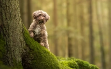 Hund steht mit den Vorderpfoten auf einem Baumstamm im Wald