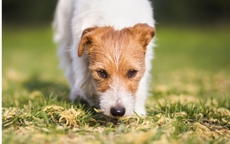 Kleiner Hund auf einer Wiese, der am Gras schnuppert – typische Szene zum Thema Hund frisst Gras.