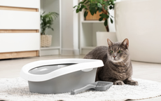Katze liegt neben ihrem Katzenklo passend zum Thema Darmflora