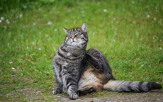 Katze kratzt sich, passend zum Thema Schuppen, trockene Haut und Juckreiz