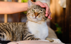 Katze wird von Besitzern gestreichelt