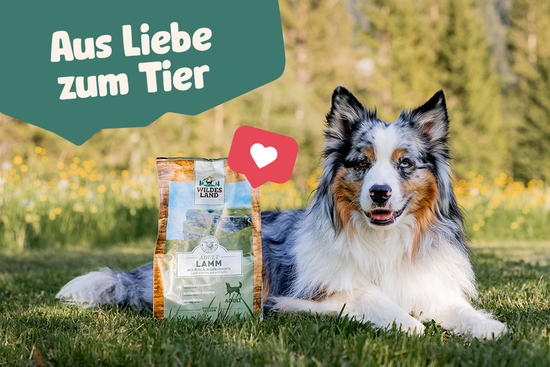 Hund liegt auf einer Wiese neben einer Packung Wildes Land Trockenfutter, mit dem Slogan ‚Aus Liebe zum Tier‘ im Hintergrund.