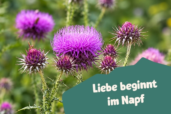 Wiese mit Wildkräutern Mariendiestel, Liebe beginnt im Napf.