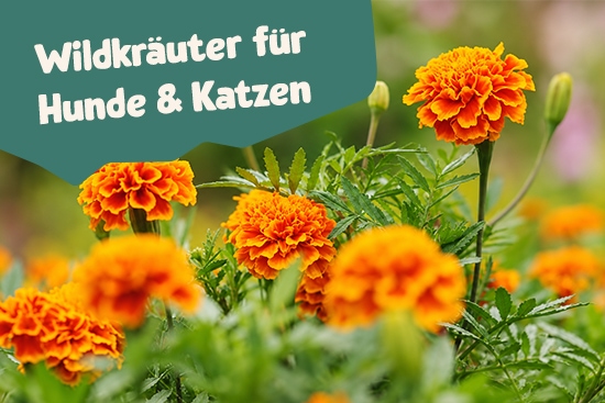 Wiese mit Wildkräutern Ringelblume, Wildkräuter für Hund & Katze.