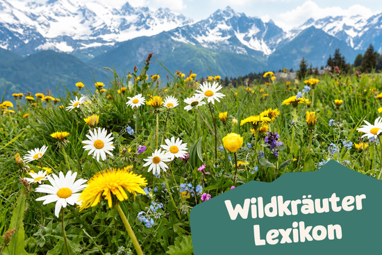 Wildes Land Wildkräuter Lexikon